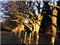 Winter sun on the beech trees in TD11 3SF