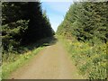 Track in Montreathmont Forest in DD8 2TX