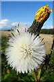 Corn Sow-thistle (Sonchus arvensis) in AB56 5JR
