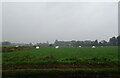 Silage field with bales in PE33 0RA