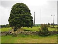 Large tree beside a public footpath through grassy fields in HD8 0TU