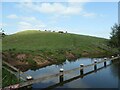 Cattle on the west bank of the Leek branch, Caldon Canal in ST13 7AN