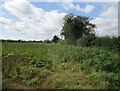 Sugar beet field alongside Well Hall Lane in Gayton & Grimston Ward
