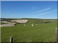 Sheep grazing on valley slope near Eggardon Hill in DT2 9EW