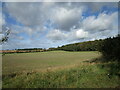 Sown field and Green Hill Wood in PE32 1QF