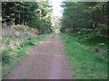 Track in Montreathmont Forest in DD8 2TY