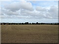 Large field, Walsingham in Walsingham