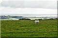 Askerswell: Sheep Grazing Land in DT2 9EL