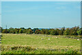 Belmont : Grassy Field in DH1 1LS