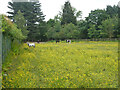 Ponies and buttercups in WD25 8HE