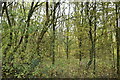 Woodland by Munday Bois Rd in TN27 0ST