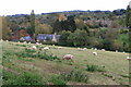 Sheep over Whichford in CV36 5HD
