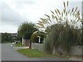 Pampas grass in Southdown Avenue, Overcombe in DT3 6HY