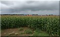 Field of maize near Hurcott Wood in DY10 2PW