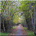 Tree lined footpath near Putwell Bridge Farm, Brentwood in CM14 5NJ