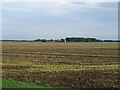 Fat farmland towards Sellars Farm in Amber Hill