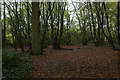 Essex Way in Stockley Wood in Fairstead
