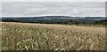Field of barley, Hill of Meft, Morayshire in IV30 8NE