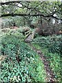 Footbridge in woodland in Snape Brook Valley in SK11 9LD