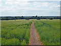 Footpath across a field of barley in Aldenham West Ward