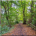 Bridleway in Lower Belt Wood, Warley in CM14 5NH