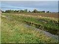 Clay Dike in Swineshead and Holland Fen Ward