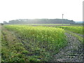 Oilseed rape crop, Haltham in Haltham