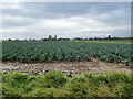 Cabbage field off  Fendike Lane in PE20 3AN
