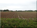 Potato field, South Croft Field in PE34 4DU