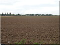 Third Spellow Field towards Terrington St Clememts in PE34 4PL