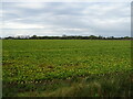Crop field off the A17 south of Clenchwarton in PE34 3FR