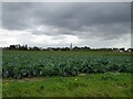 Cabbage field near Donington in PE11 4XR