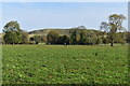 View across fields toward Easton Hill in SN10 2LH