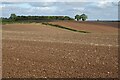 Arable farmland in Berrow