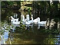 Geese on a pond in Berrow