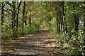 Autumnal byway southwest of Coate in SN10 3LB