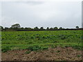 Crop field north of Beck Bank in PE20 1SG