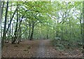 Path in Blean Woods, Dunkirk in ME13 9LR