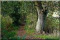 Footpath through Whitehill Wood near Kidderminster, Worcestershire in DY11 6JH