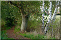 Footpath with trees near Kidderminster, Worcestershire in DY11 6JH