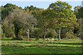 Woodland clearing in the Rifle Range Nature Reserve, Worcestershire in DY11 6JH