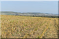 Stubble field with distant view to Milk Hill in SN10 3LW