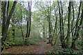 Sweet chestnut in Stockley Wood in Fairstead