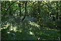 Bluebells, Limekiln Wood in TN11 0NL