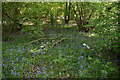 Bluebells, Crabtree Wood in TN11 0PS