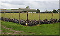 Turkeys at Pattock's Farm in Great Tey