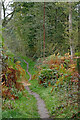 Woodland track in the Rifle Range Nature Reserve, Worcestershire in DY11 7EQ