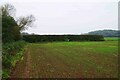 Field and hedges, near Stanford Bridge, Worcs in WR6 6UT