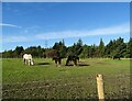 Horses at Langley View in DH9 7EF