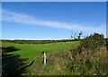 Looking across the fields north of Langleymoor Plantation in DH9 7EF